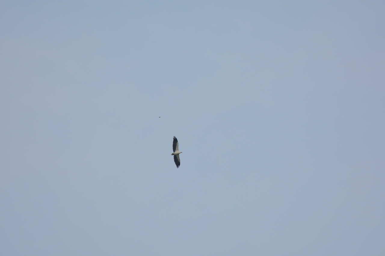 Haliaeetus leucogaster
